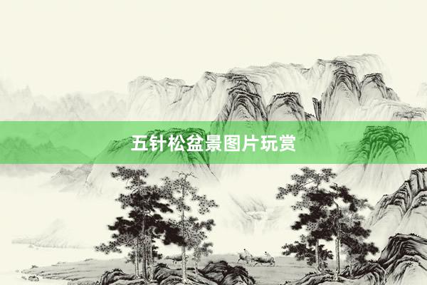 五针松盆景图片玩赏